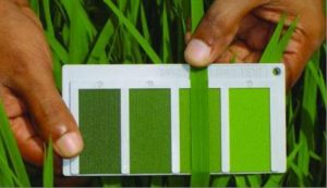 so m%C3%A0u l%C3%A1 l%C3%BAa